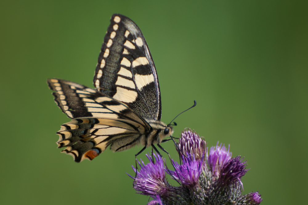 Stacks Image 905